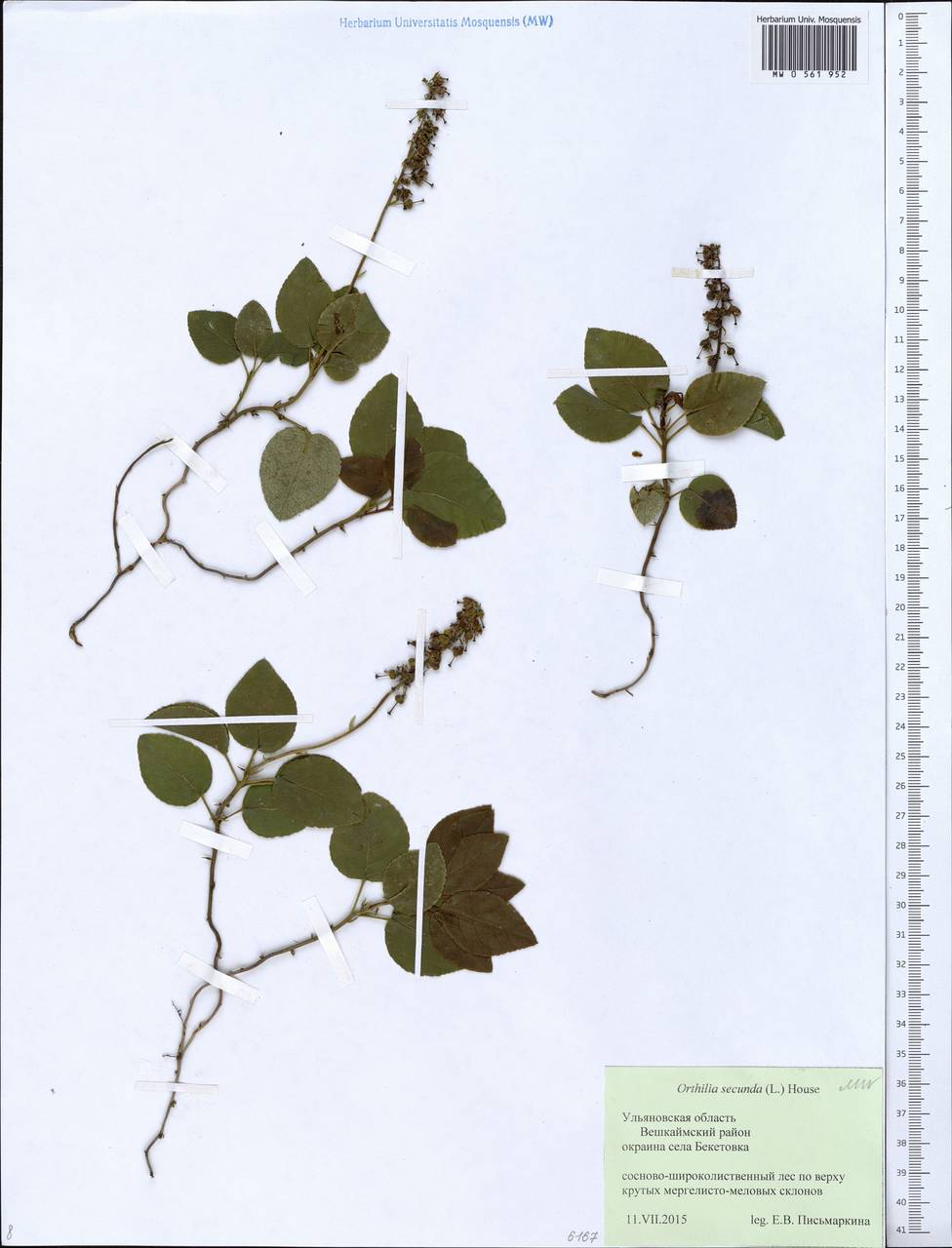 Orthilia secunda (L.) House, Eastern Europe, Middle Volga region (E8) (Russia)