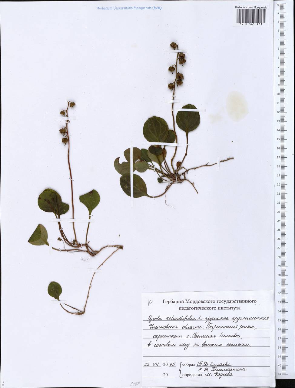 Pyrola rotundifolia L., Eastern Europe, Middle Volga region (E8) (Russia)
