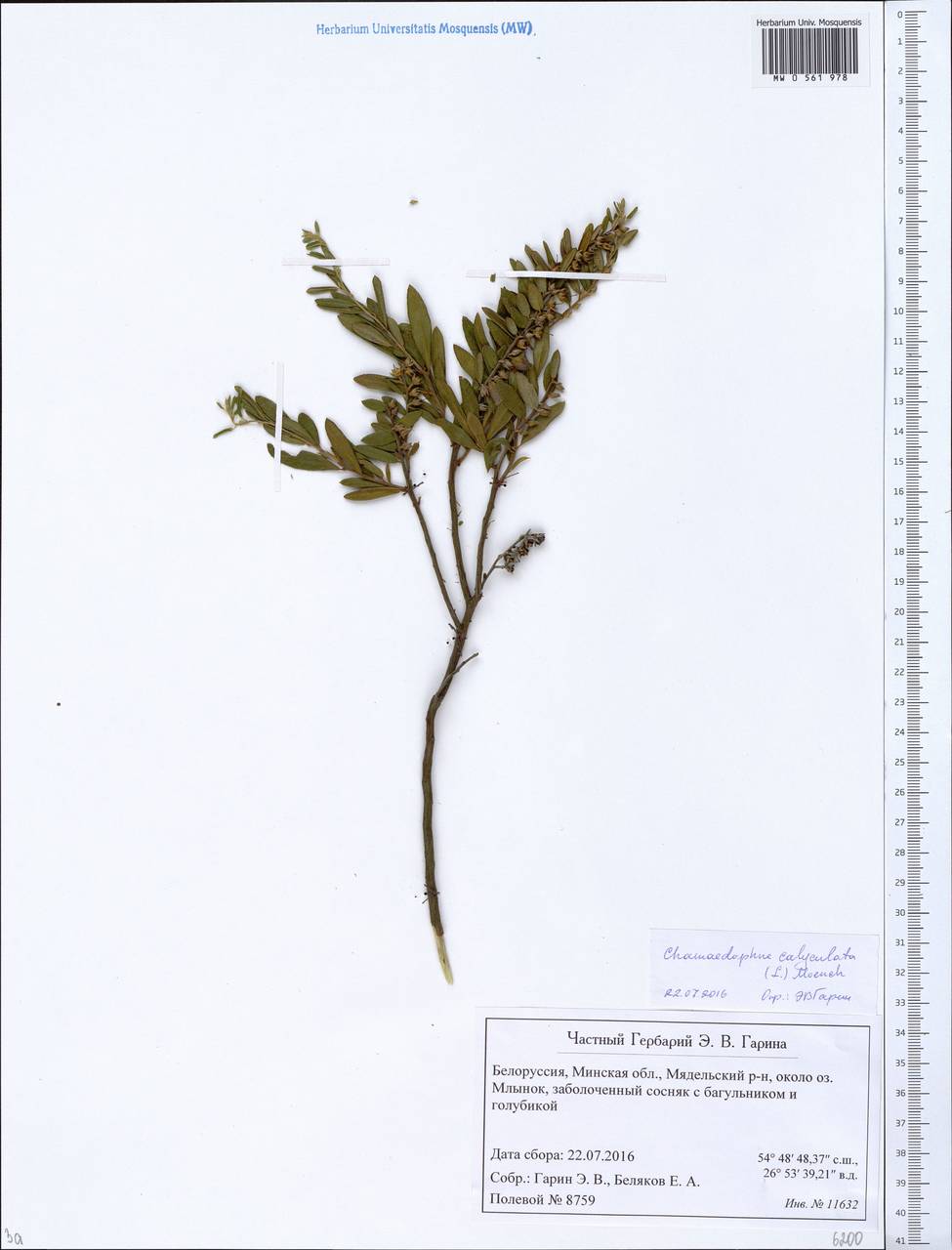 Chamaedaphne calyculata (L.) Moench, Eastern Europe, Belarus (E3a) (Belarus)