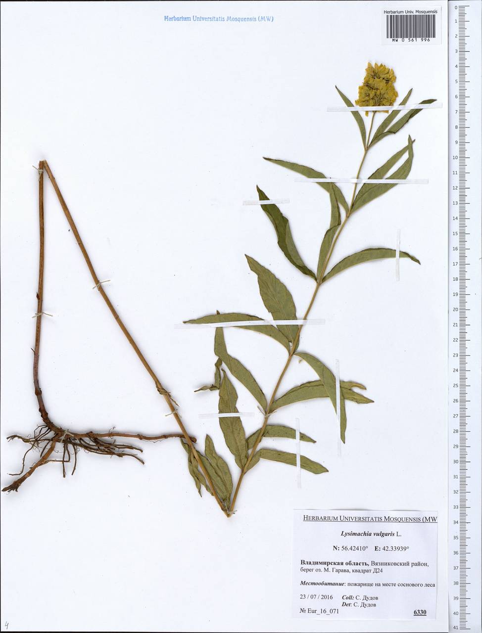 Lysimachia vulgaris L., Eastern Europe, Central region (E4) (Russia)