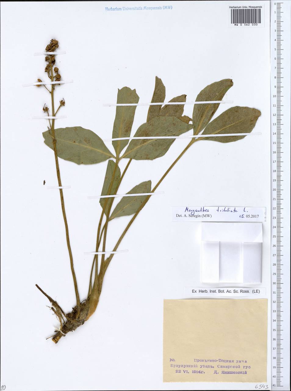 Menyanthes trifoliata L., Eastern Europe, Eastern region (E10) (Russia)