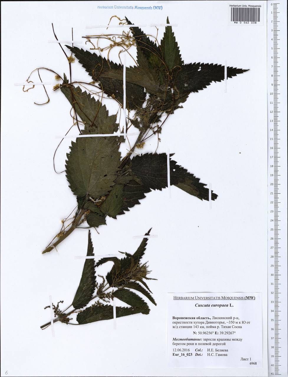 Cuscuta europaea L., Eastern Europe, Central forest-and-steppe region (E6) (Russia)