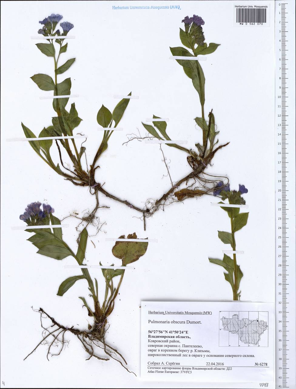 Pulmonaria obscura Dumort., Eastern Europe, Central region (E4) (Russia)