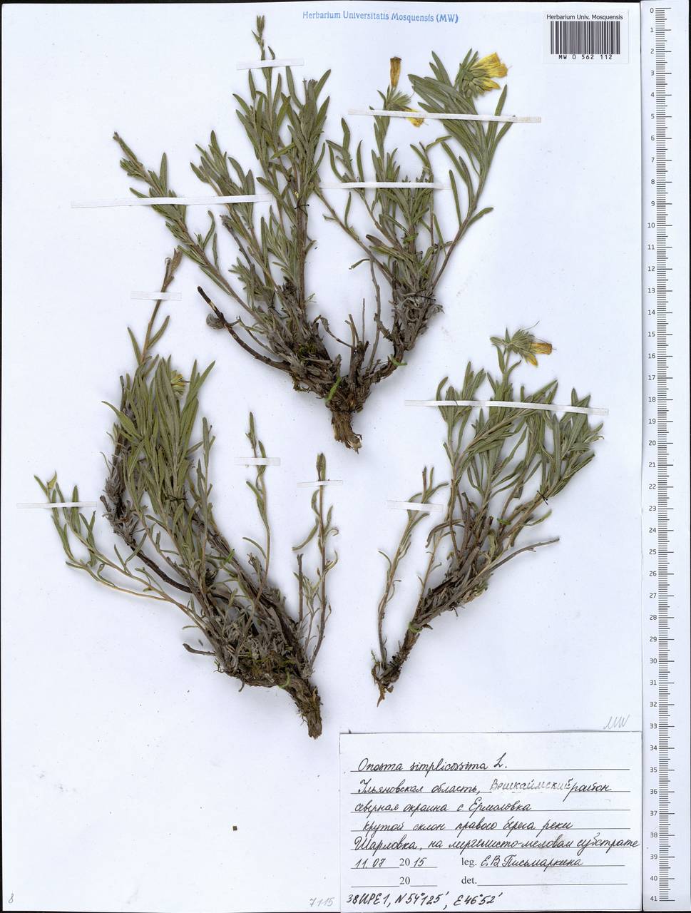 Onosma simplicissima L., Eastern Europe, Middle Volga region (E8) (Russia)