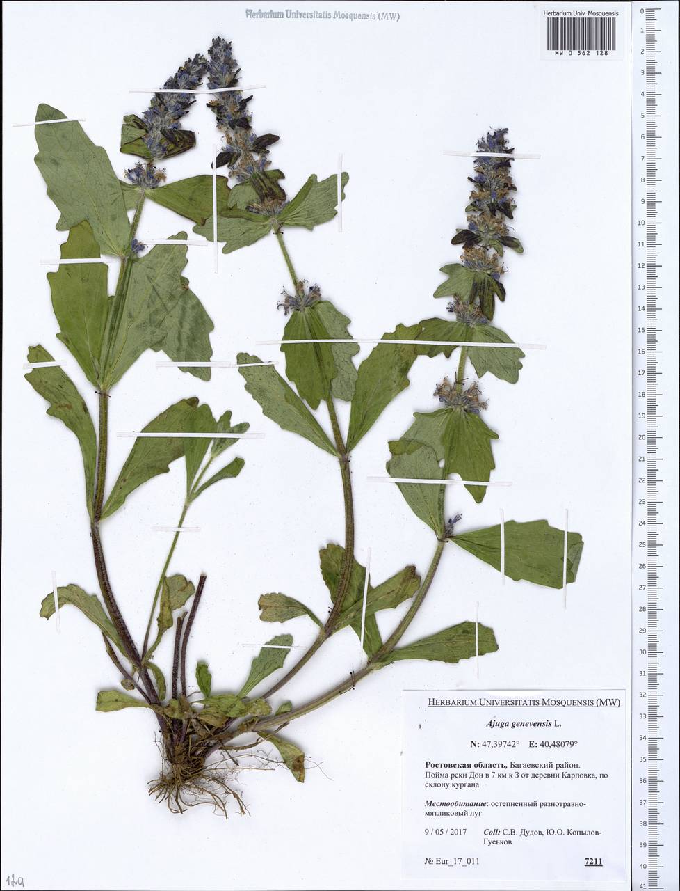Ajuga genevensis L., Eastern Europe, Rostov Oblast (E12a) (Russia)