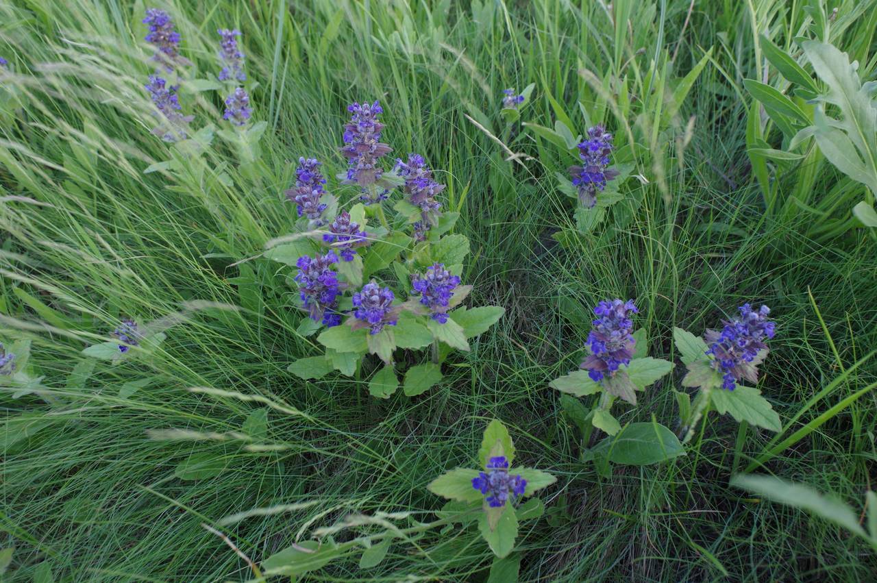 Ajuga genevensis L., Eastern Europe, Rostov Oblast (E12a) (Russia)