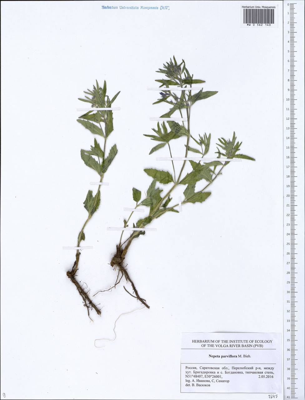 Nepeta ucranica subsp. parviflora (M.Bieb.) M.Masclans de Bolos, Eastern Europe, Lower Volga region (E9) (Russia)