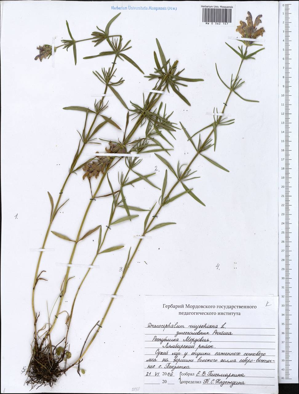 Dracocephalum ruyschiana L., Eastern Europe, Middle Volga region (E8) (Russia)