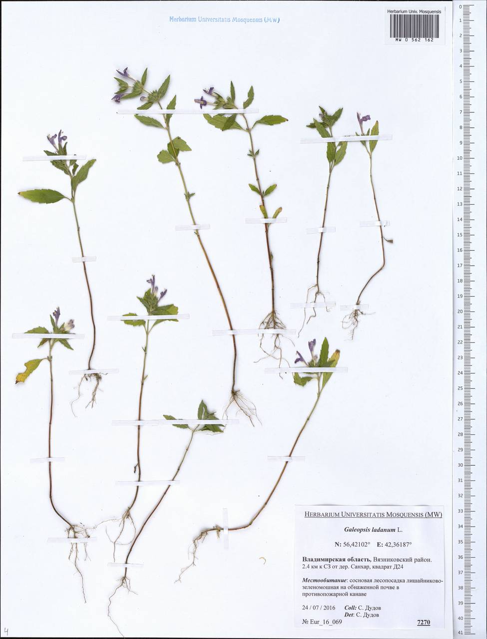 Galeopsis ladanum L., Eastern Europe, Central region (E4) (Russia)
