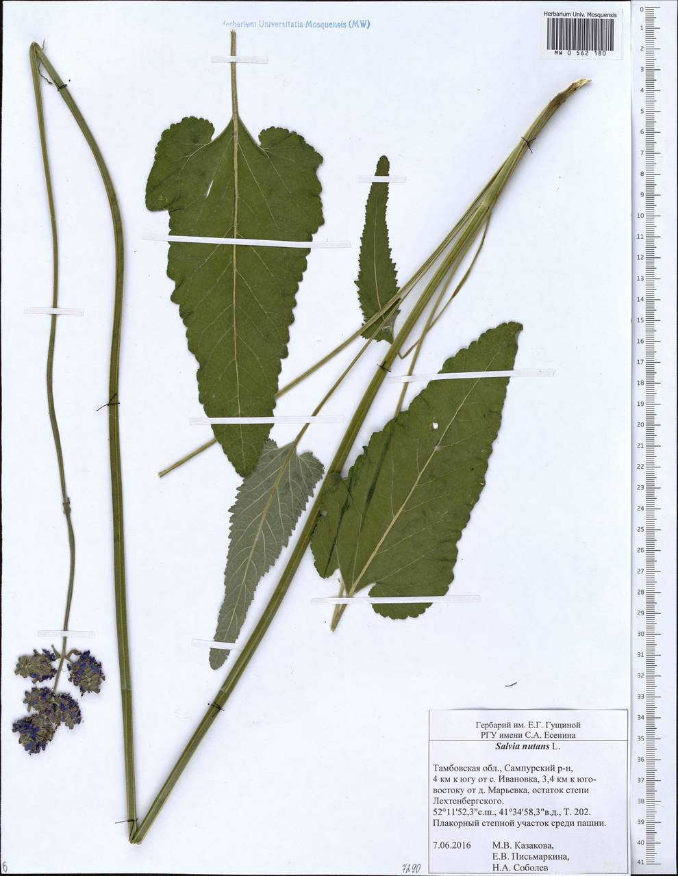 Salvia nutans L., Eastern Europe, Central forest-and-steppe region (E6) (Russia)