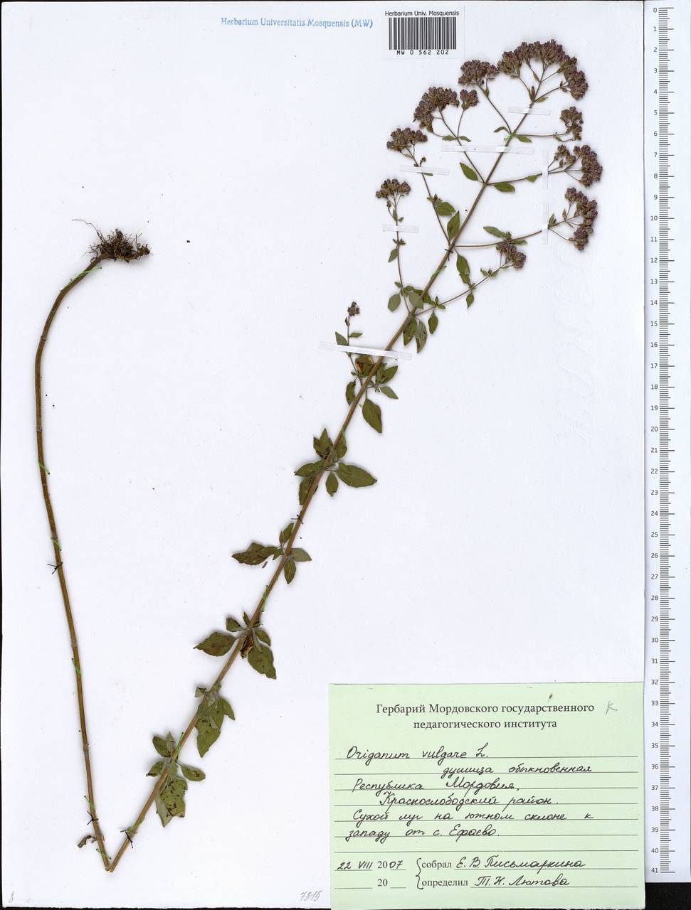 Origanum vulgare L., Eastern Europe, Middle Volga region (E8) (Russia)