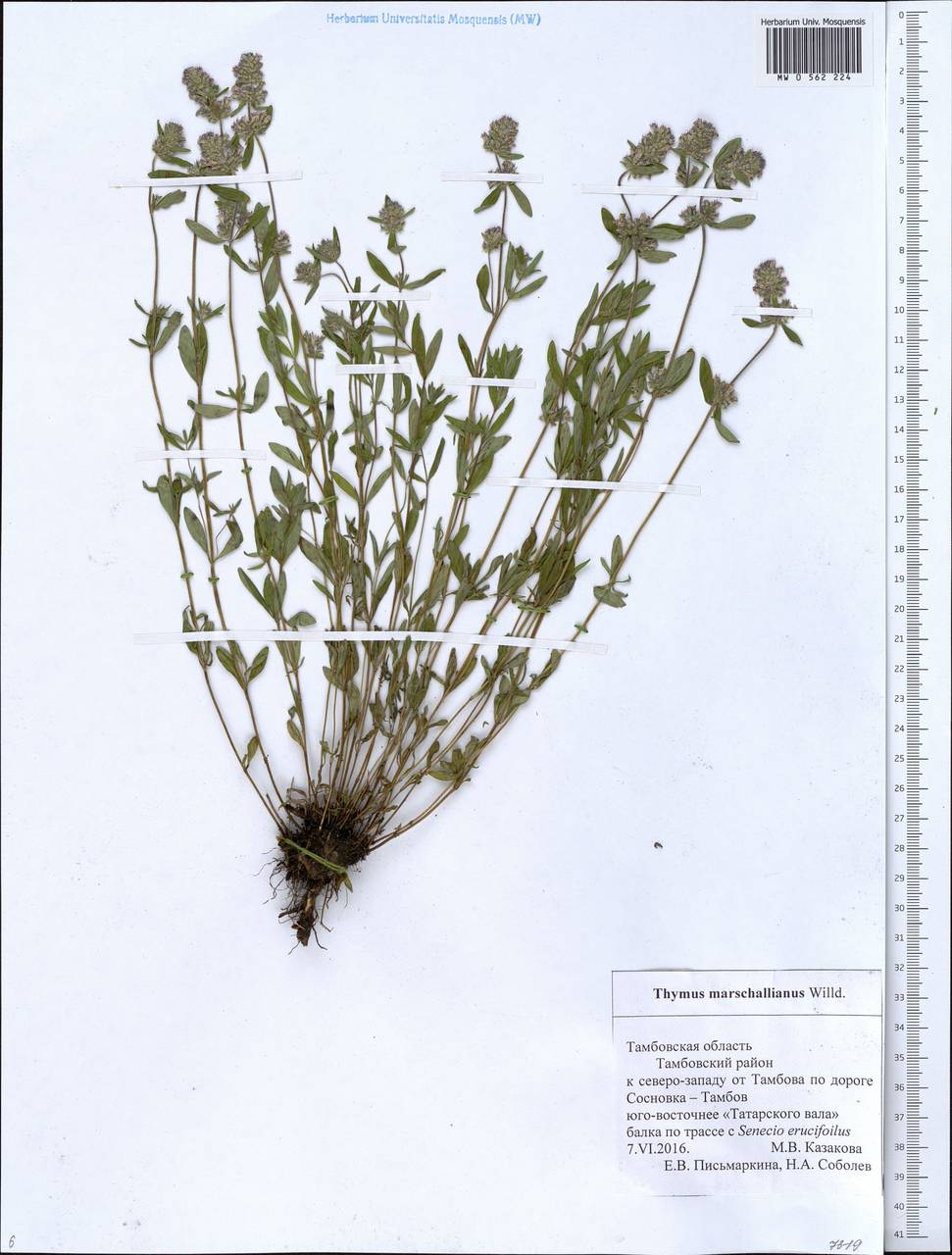 Thymus pannonicus All., Eastern Europe, Central forest-and-steppe region (E6) (Russia)