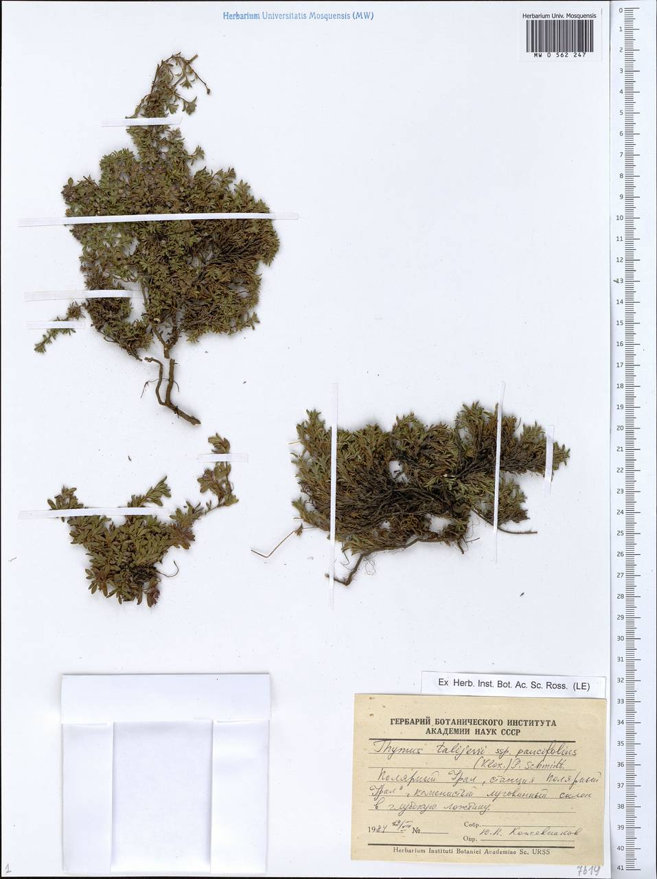 Thymus talijevii subsp. paucifolius (Klokov) P.A.Schmidt, Eastern Europe, Northern region (E1) (Russia)