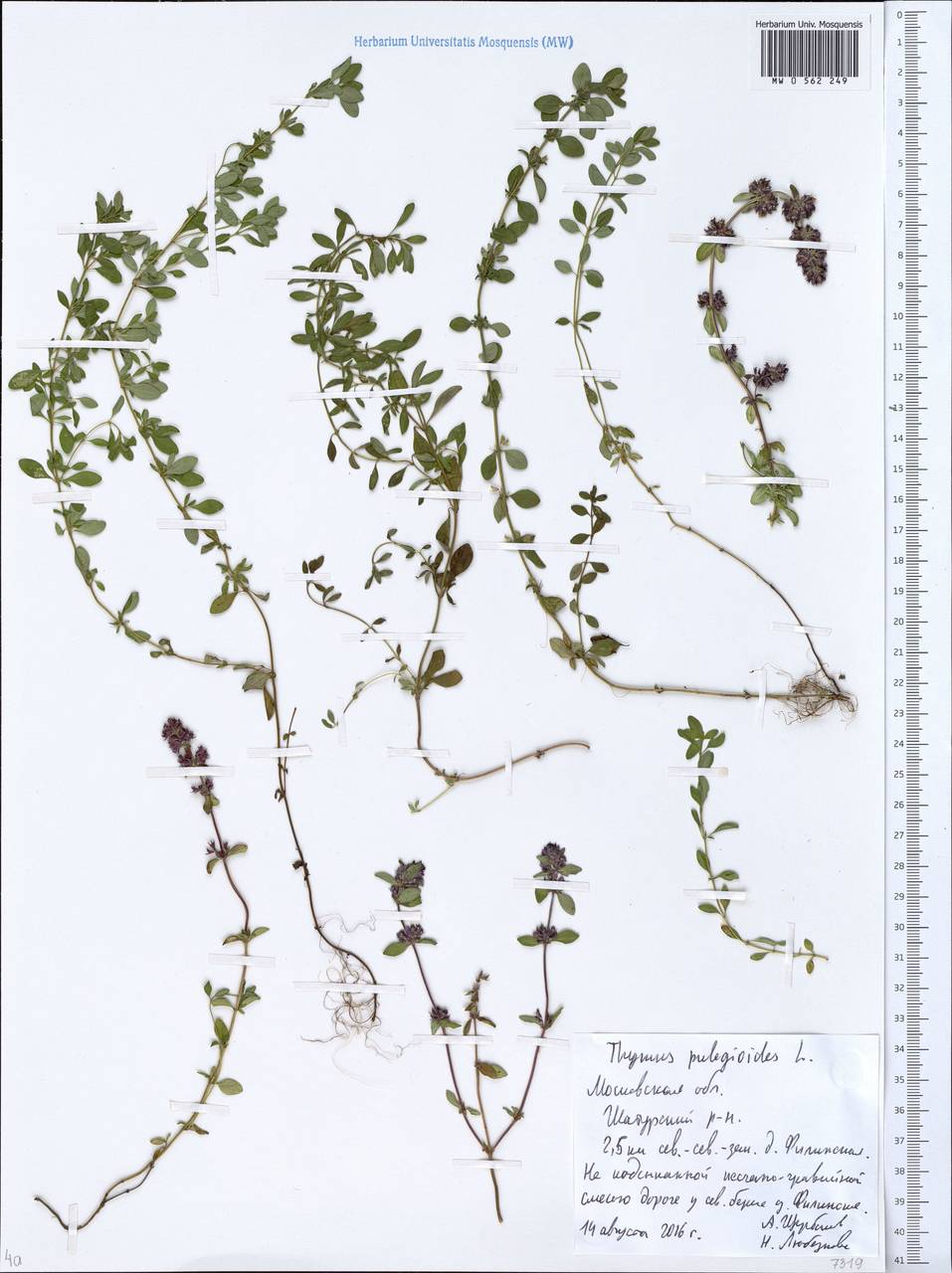 Thymus pulegioides L., Eastern Europe, Moscow region (E4a) (Russia)