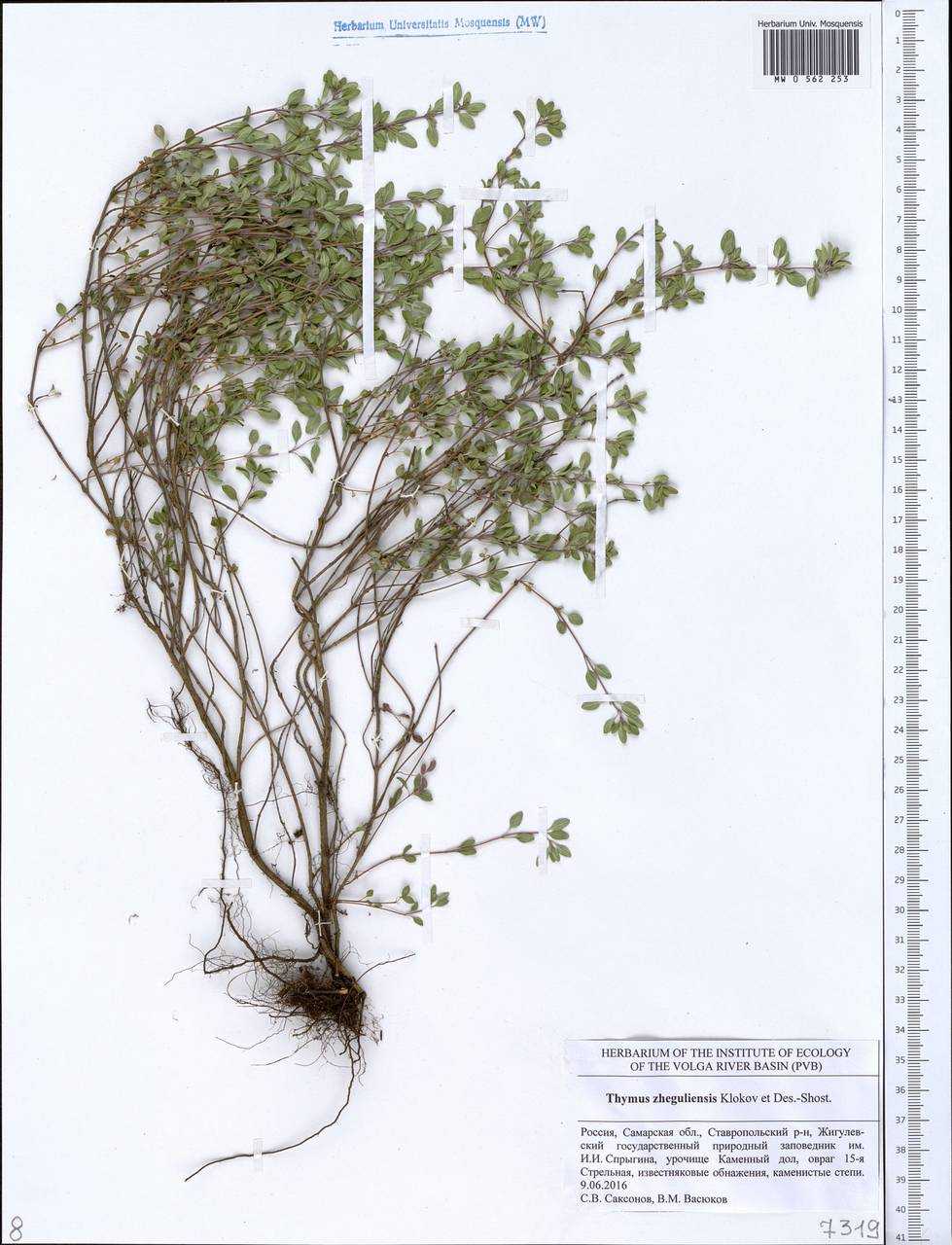 Thymus guberlinensis Iljin, Eastern Europe, Middle Volga region (E8) (Russia)