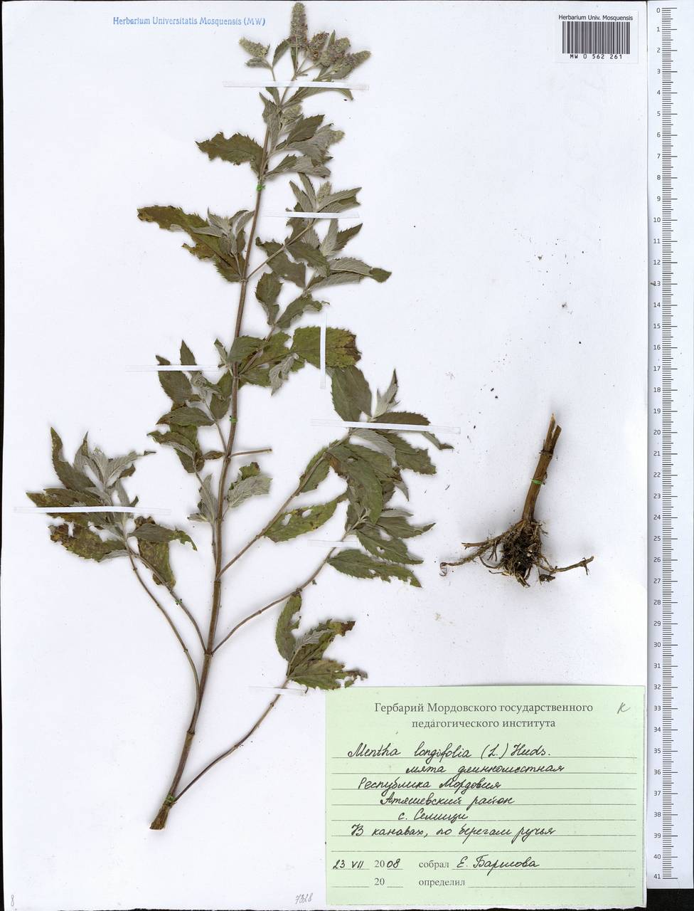 Mentha longifolia (L.) Huds., Eastern Europe, Middle Volga region (E8) (Russia)