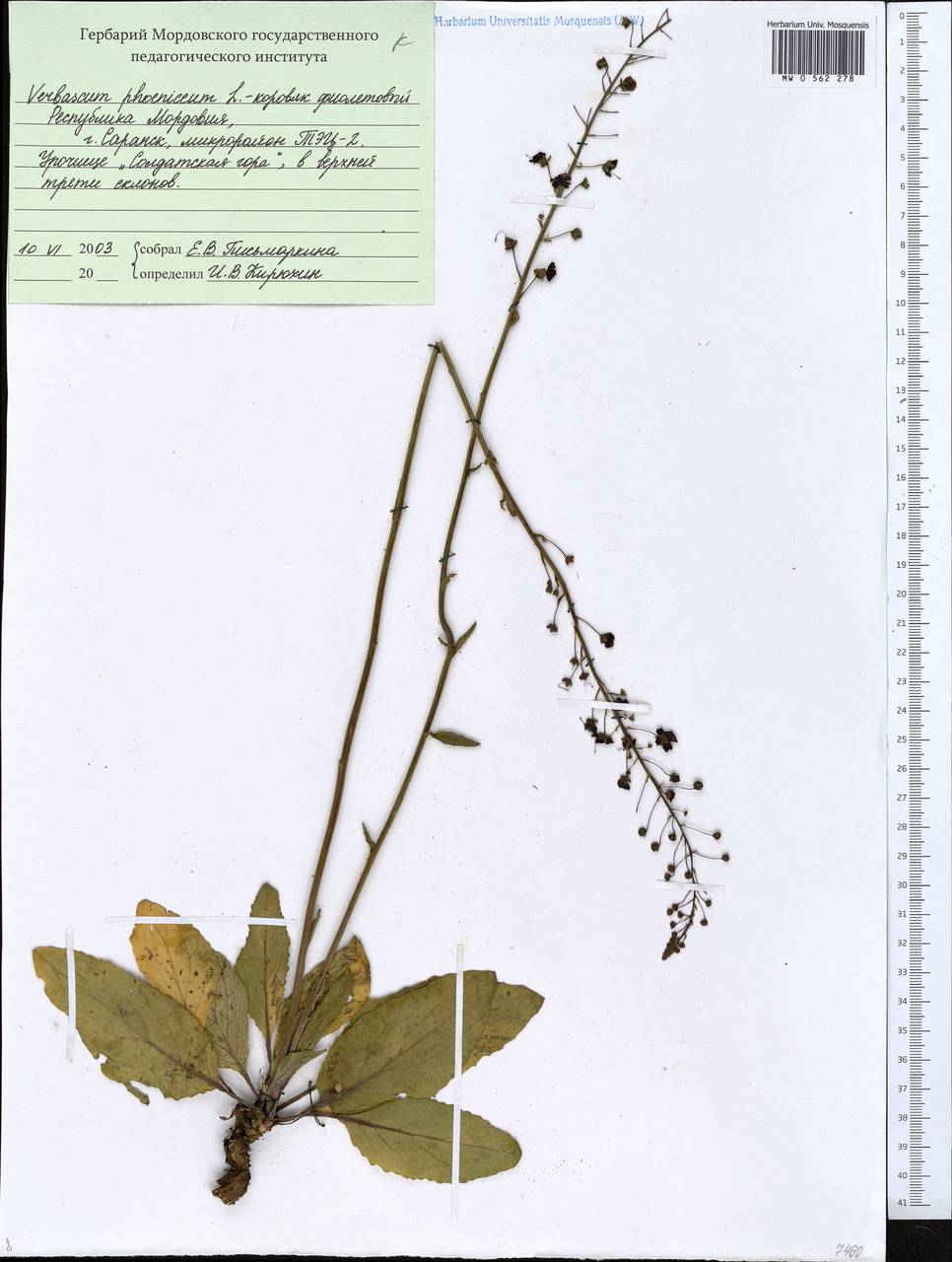 Verbascum phoeniceum L., Eastern Europe, Middle Volga region (E8) (Russia)