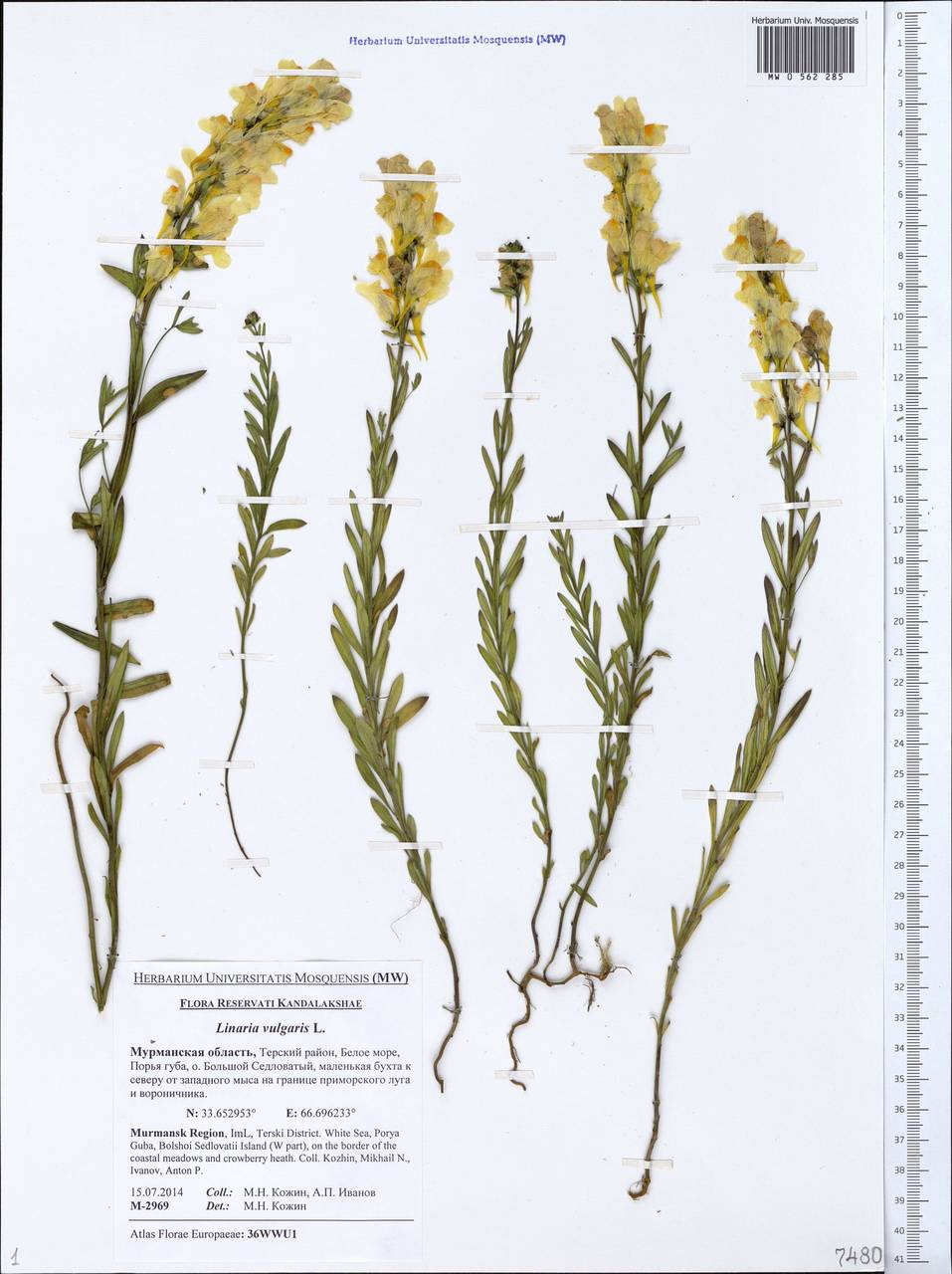 Linaria vulgaris Mill., Eastern Europe, Northern region (E1) (Russia)