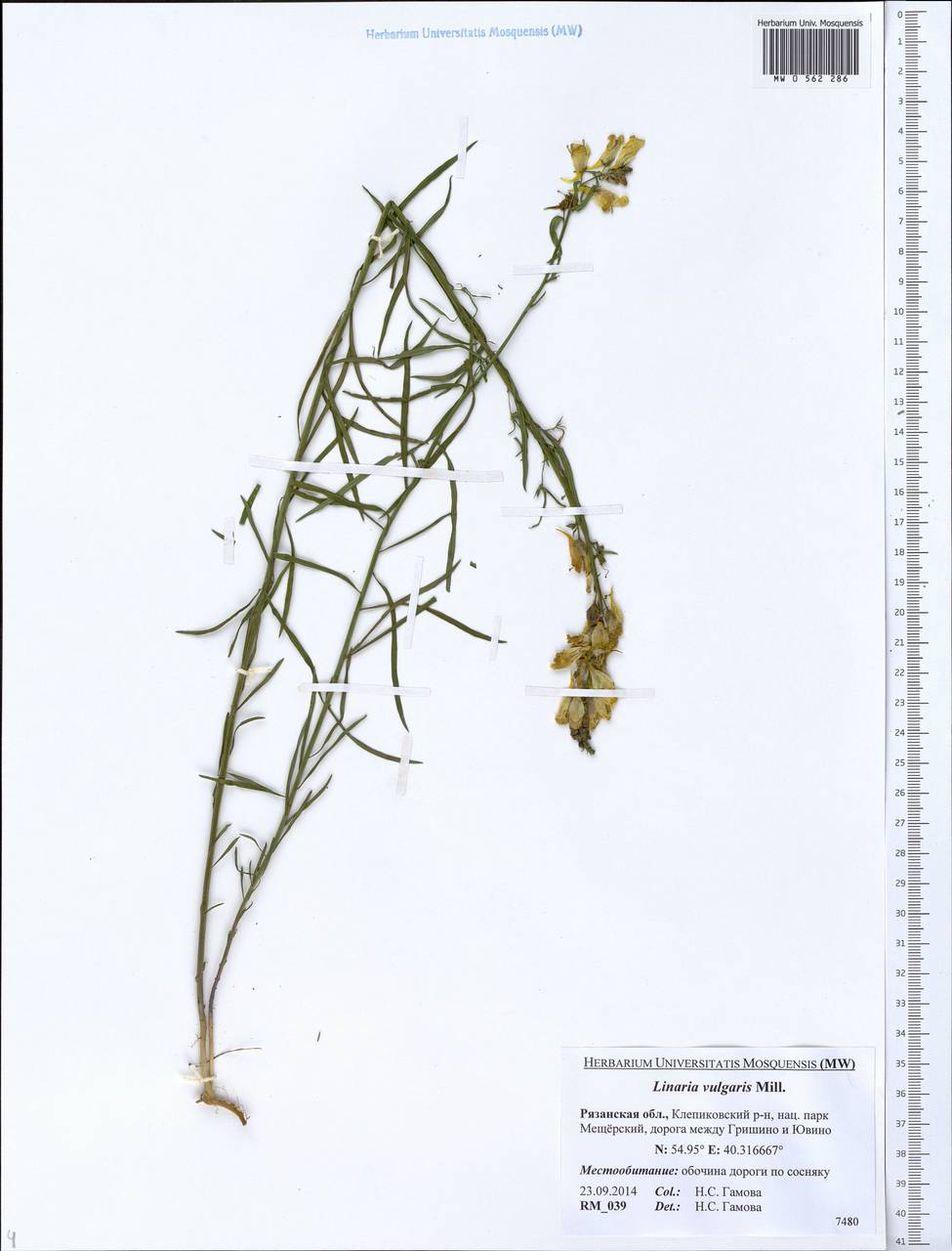 Linaria vulgaris Mill., Eastern Europe, Central region (E4) (Russia)