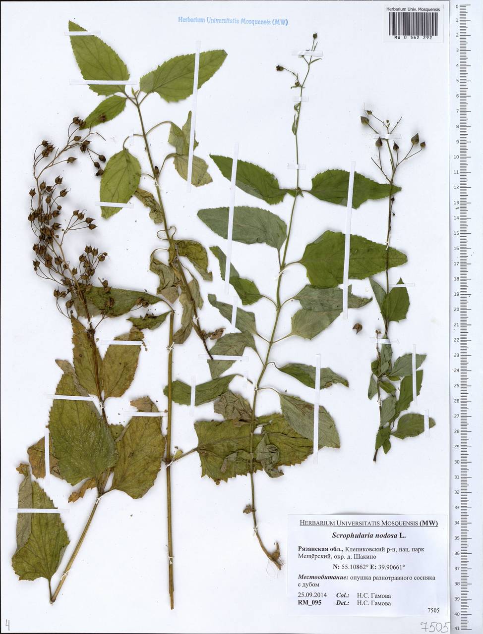 Scrophularia nodosa L., Eastern Europe, Central region (E4) (Russia)