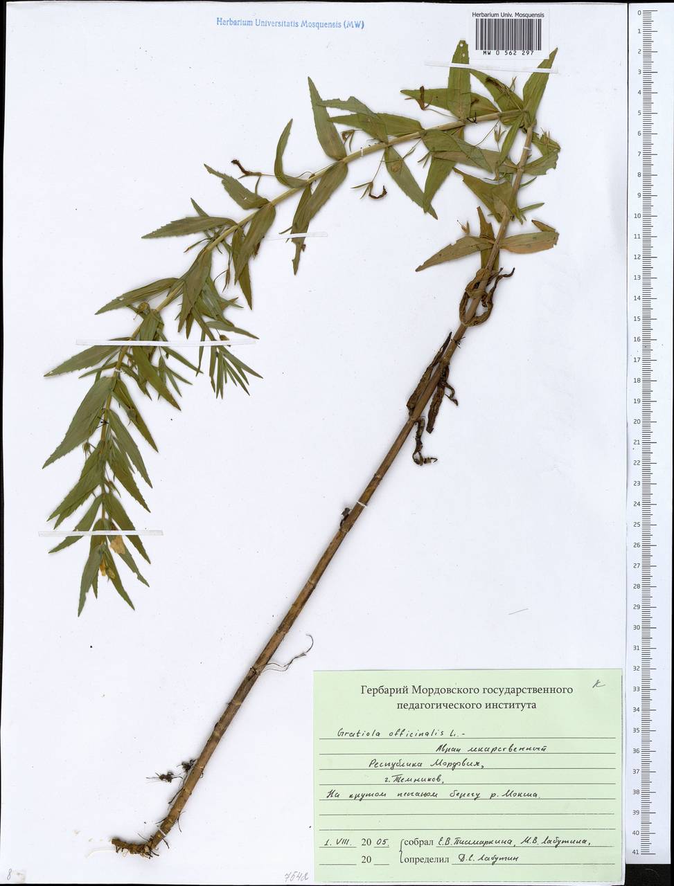 Gratiola officinalis L., Eastern Europe, Middle Volga region (E8) (Russia)