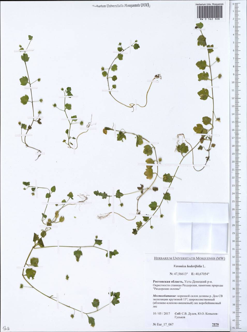 Veronica hederifolia L., Eastern Europe, Rostov Oblast (E12a) (Russia)