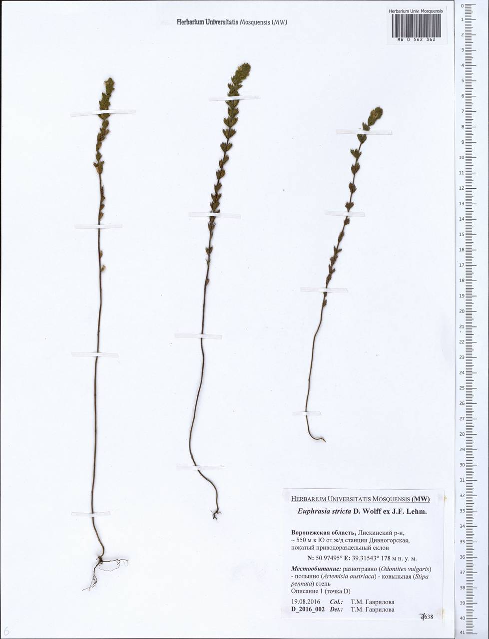 Euphrasia stricta, Eastern Europe, Central forest-and-steppe region (E6) (Russia)