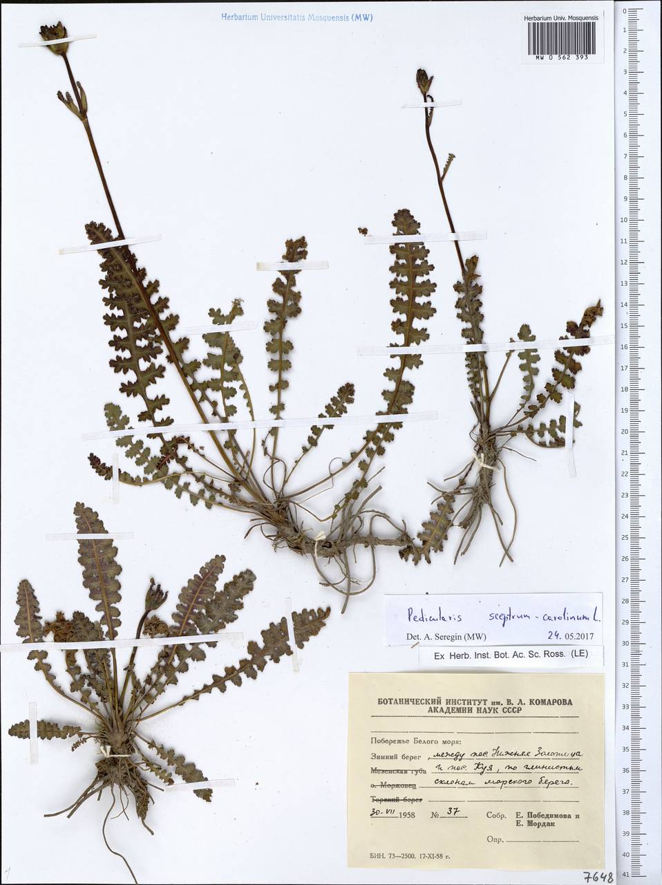 Pedicularis sceptrum-carolinum, Eastern Europe, Northern region (E1) (Russia)