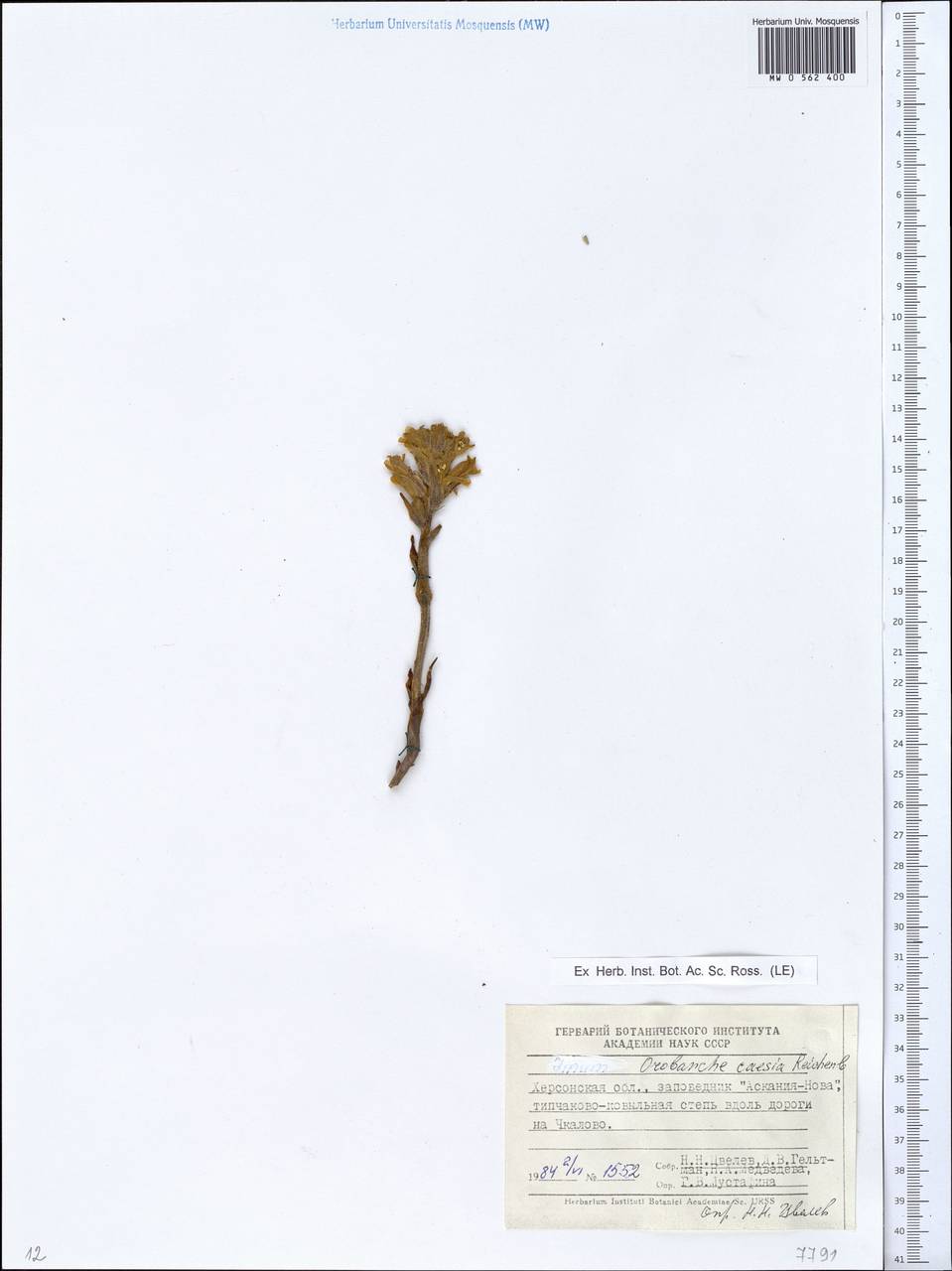 Phelipanche caesia (Rchb.) Soják, Eastern Europe, South Ukrainian region (E12) (Ukraine)