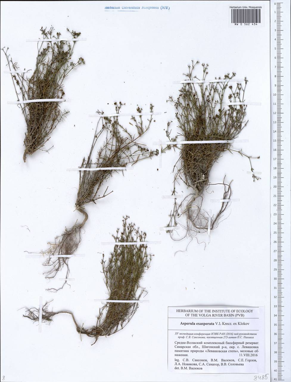 Cynanchica tephrocarpa subsp. exasperata (V.I.Krecz. ex Klokov) P.Caputo & Del Guacchio, Eastern Europe, Middle Volga region (E8) (Russia)