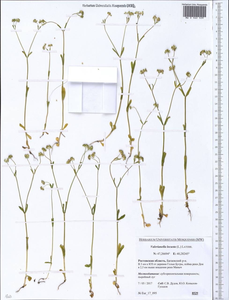 Valerianella locusta (L.) Laterr., Eastern Europe, Rostov Oblast (E12a) (Russia)