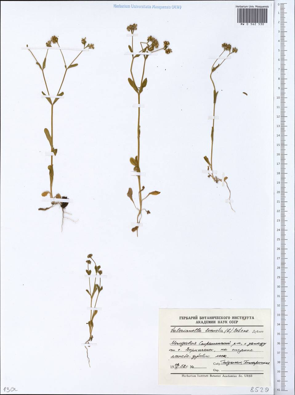 Valerianella locusta (L.) Laterr., Eastern Europe, Moldova (E13a) (Moldova)