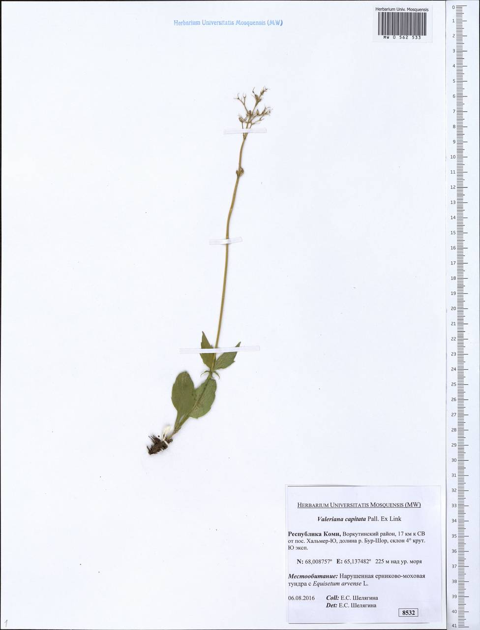 Valeriana capitata Link, Eastern Europe, Northern region (E1) (Russia)