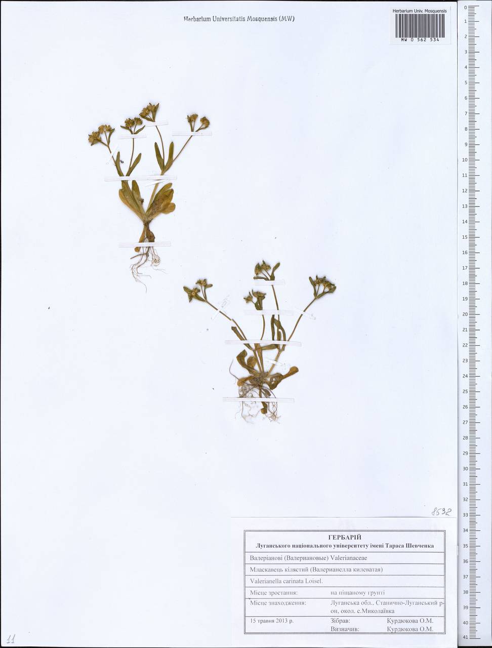Valerianella carinata Loisel., Eastern Europe, North Ukrainian region (E11) (Ukraine)