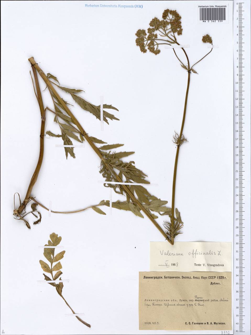 Valeriana officinalis L., Eastern Europe, North-Western region (E2) (Russia)