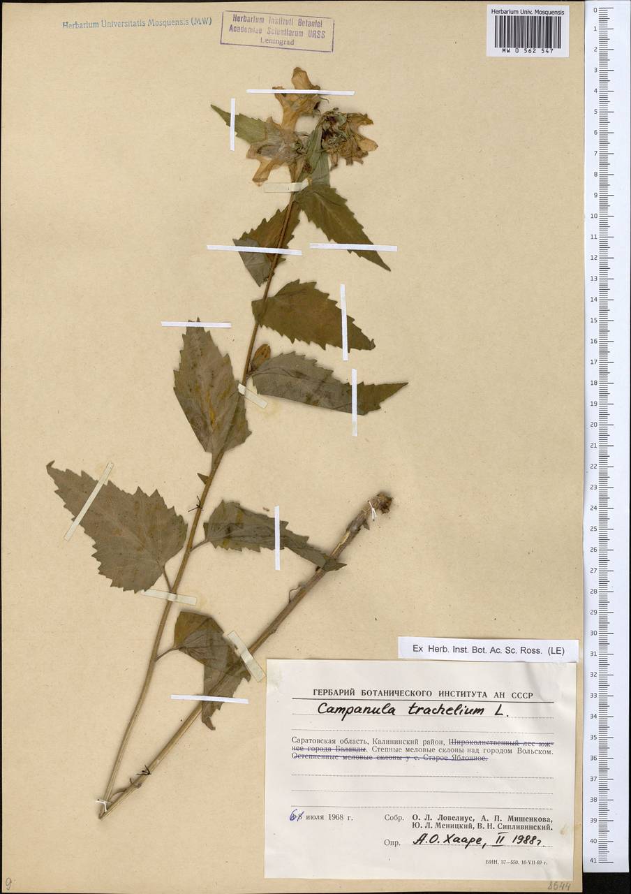 Campanula trachelium L., Eastern Europe, Lower Volga region (E9) (Russia)