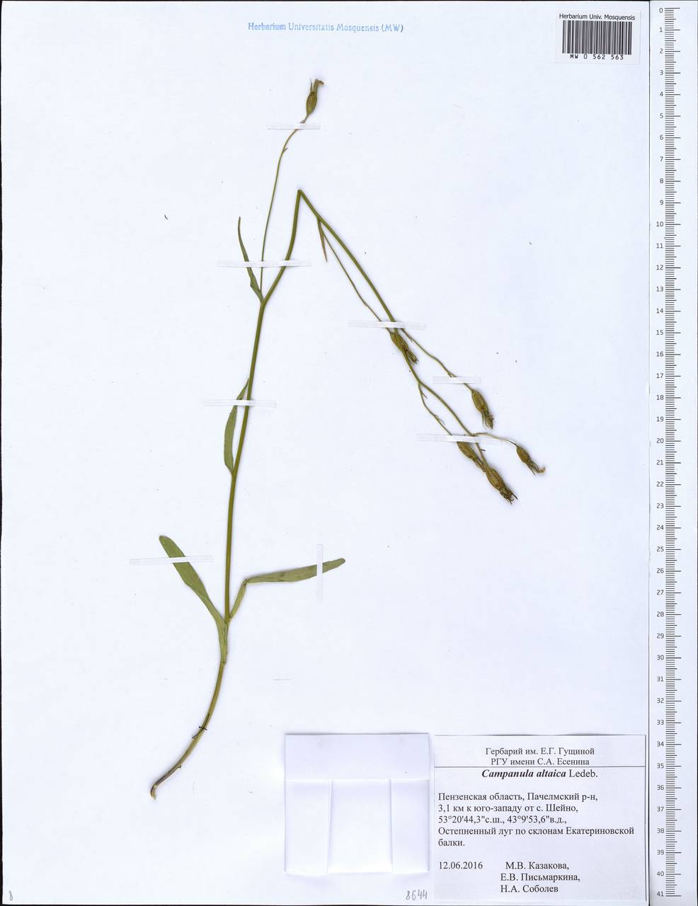 Campanula stevenii subsp. altaica (Ledeb.) Fed., Eastern Europe, Middle Volga region (E8) (Russia)