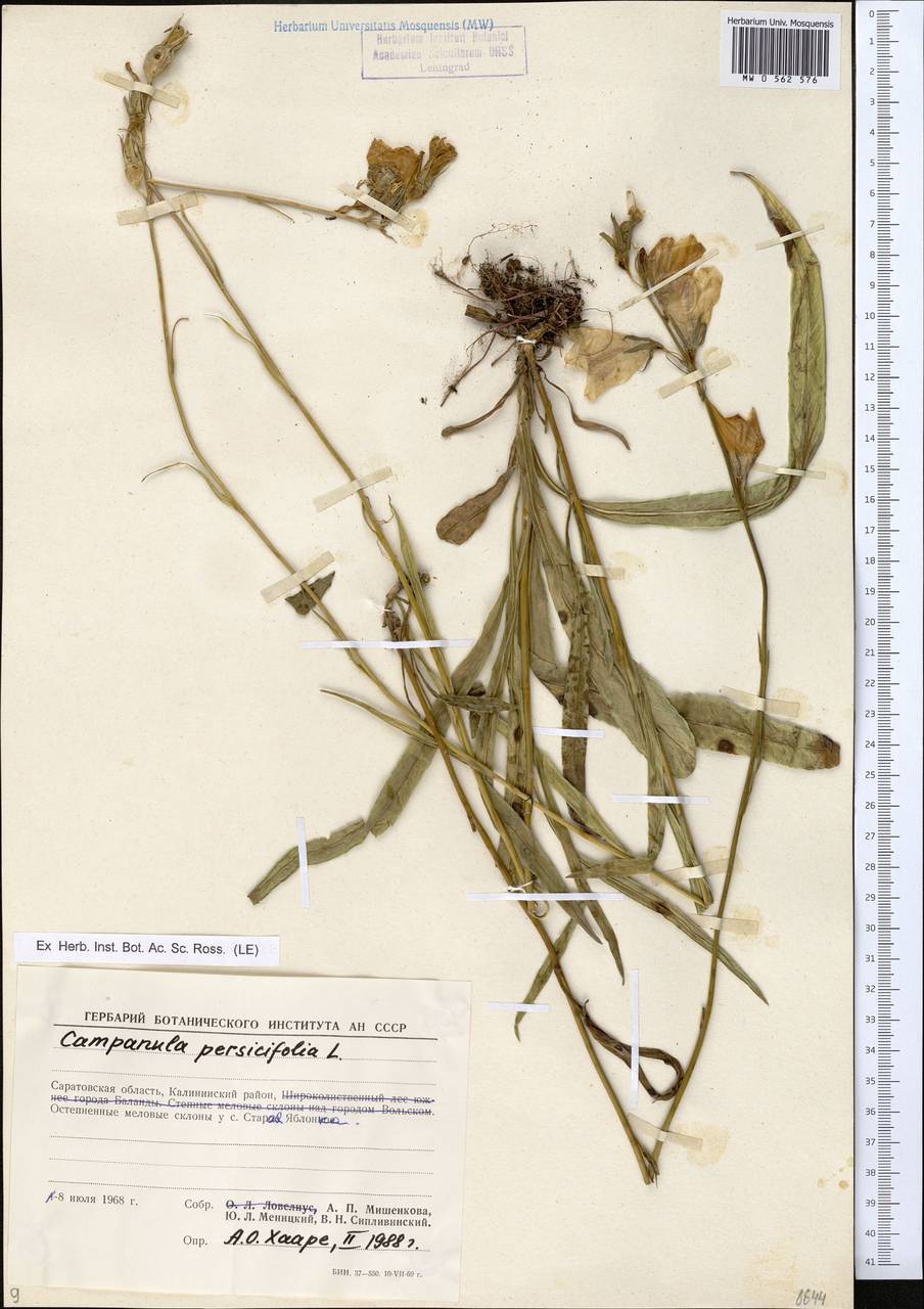Campanula persicifolia L., Eastern Europe, Lower Volga region (E9) (Russia)