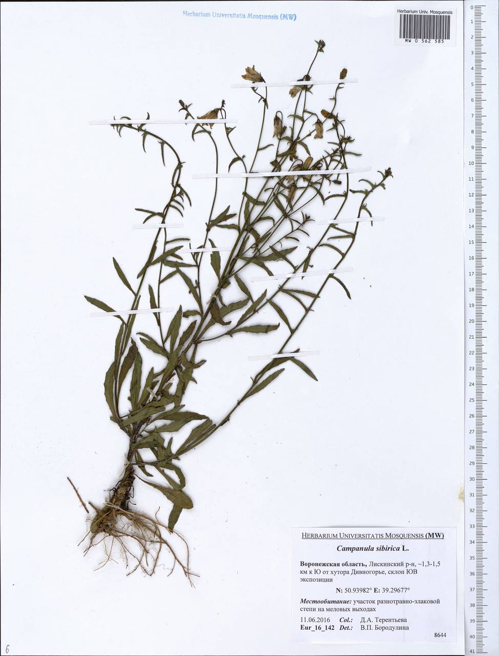 Campanula sibirica L., Eastern Europe, Central forest-and-steppe region (E6) (Russia)