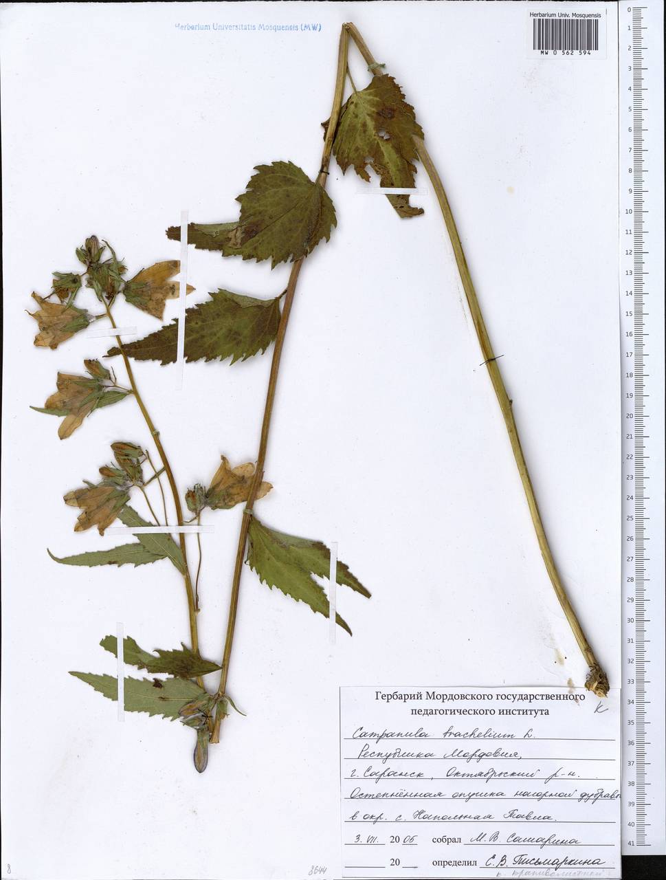 Campanula trachelium L., Eastern Europe, Middle Volga region (E8) (Russia)