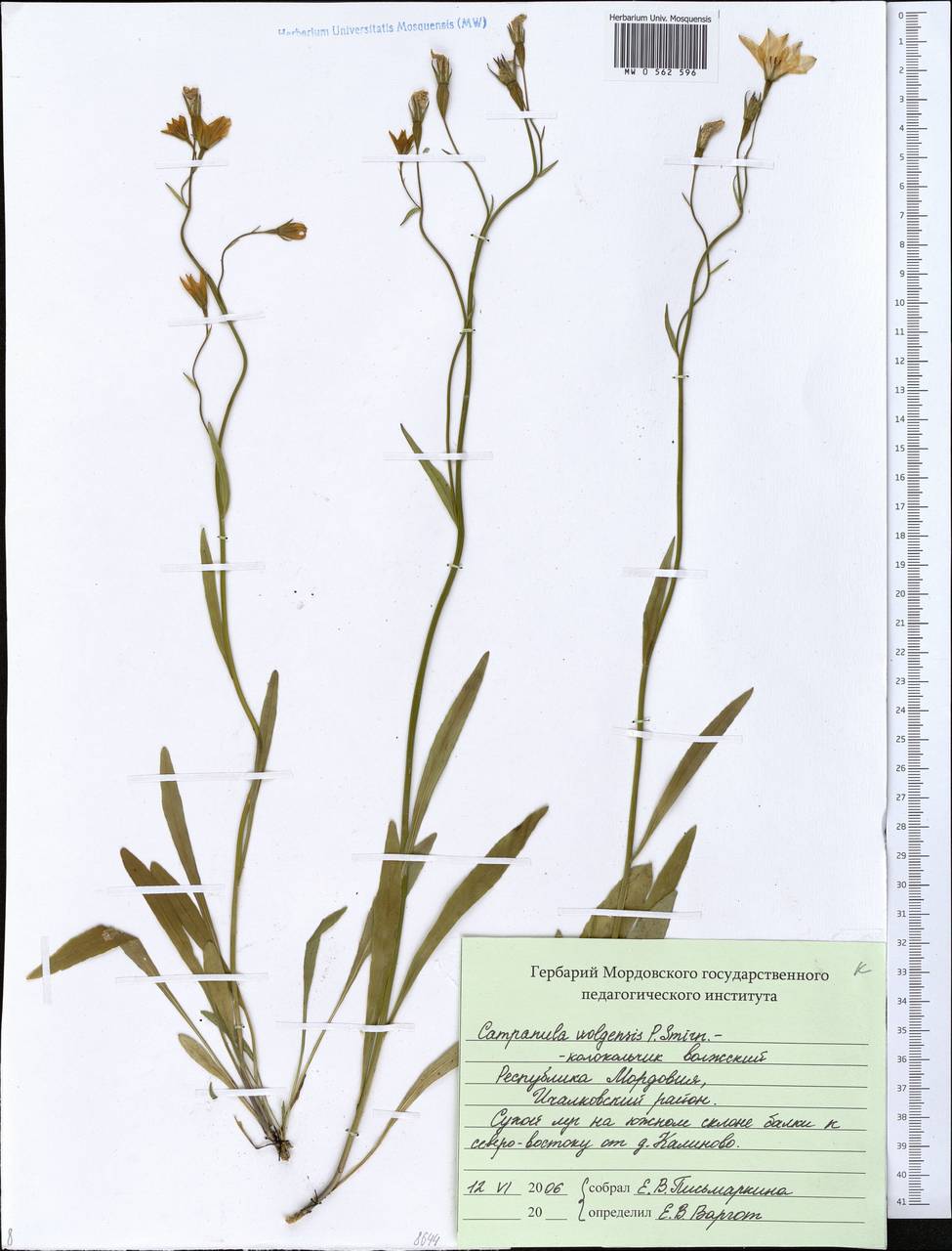 Campanula stevenii subsp. wolgensis (P.A.Smirn.) Fed., Eastern Europe, Middle Volga region (E8) (Russia)