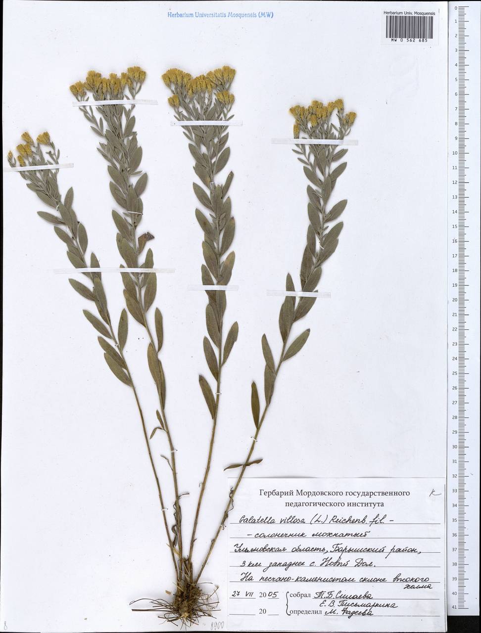 Galatella villosa (L.) Rchb. fil., Eastern Europe, Middle Volga region (E8) (Russia)