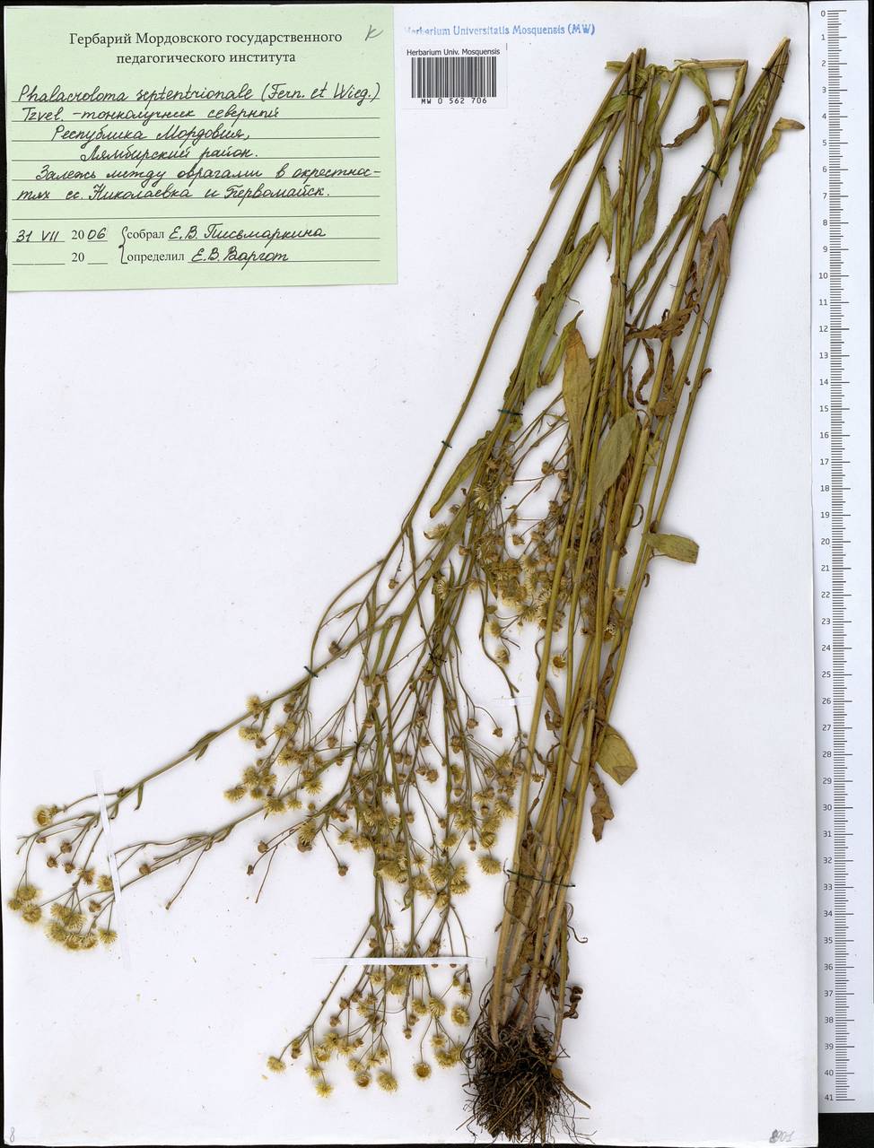 Erigeron annuus (L.) Pers., Eastern Europe, Middle Volga region (E8) (Russia)