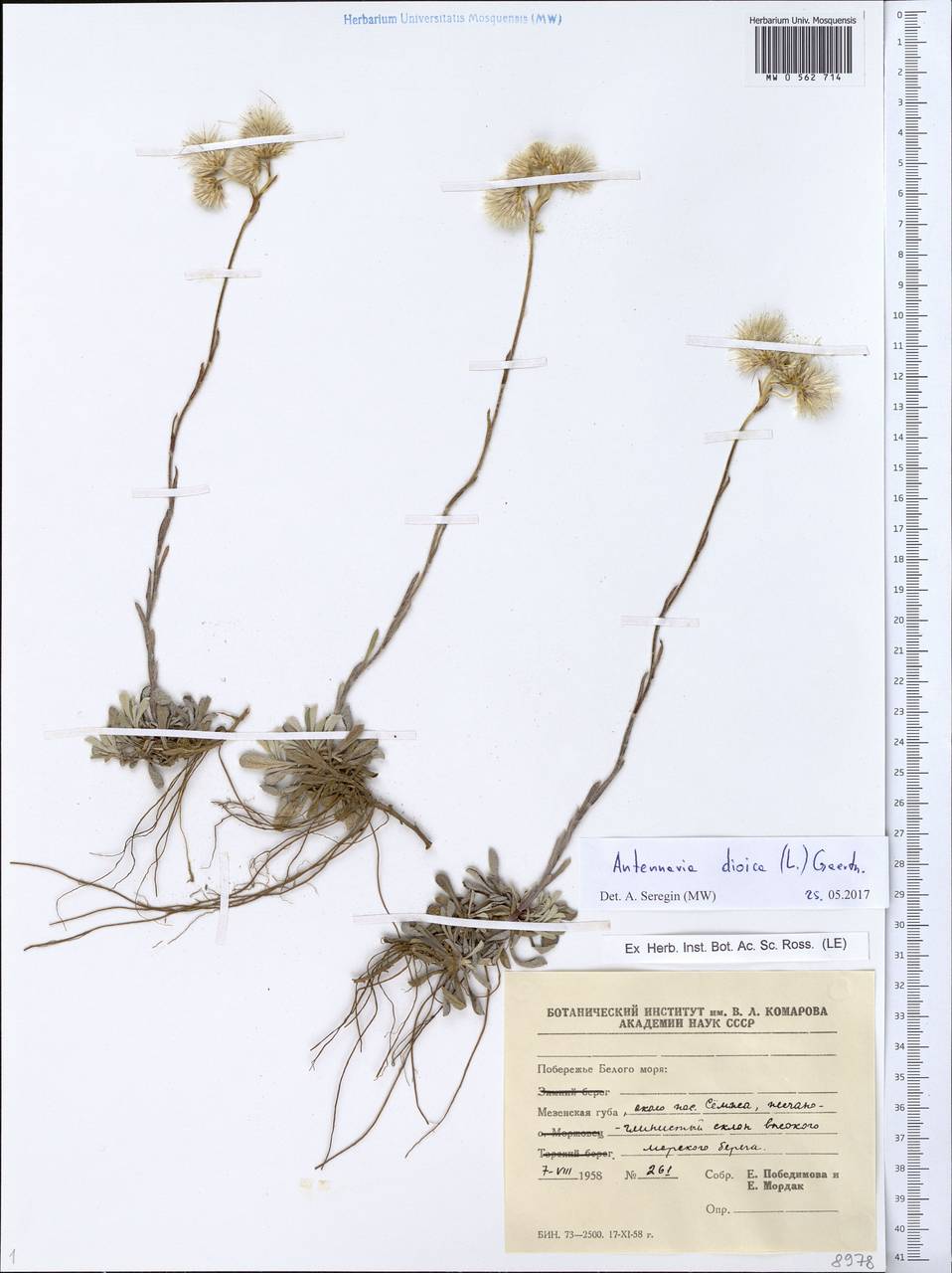 Antennaria dioica (L.) Gaertn., Eastern Europe, Northern region (E1) (Russia)