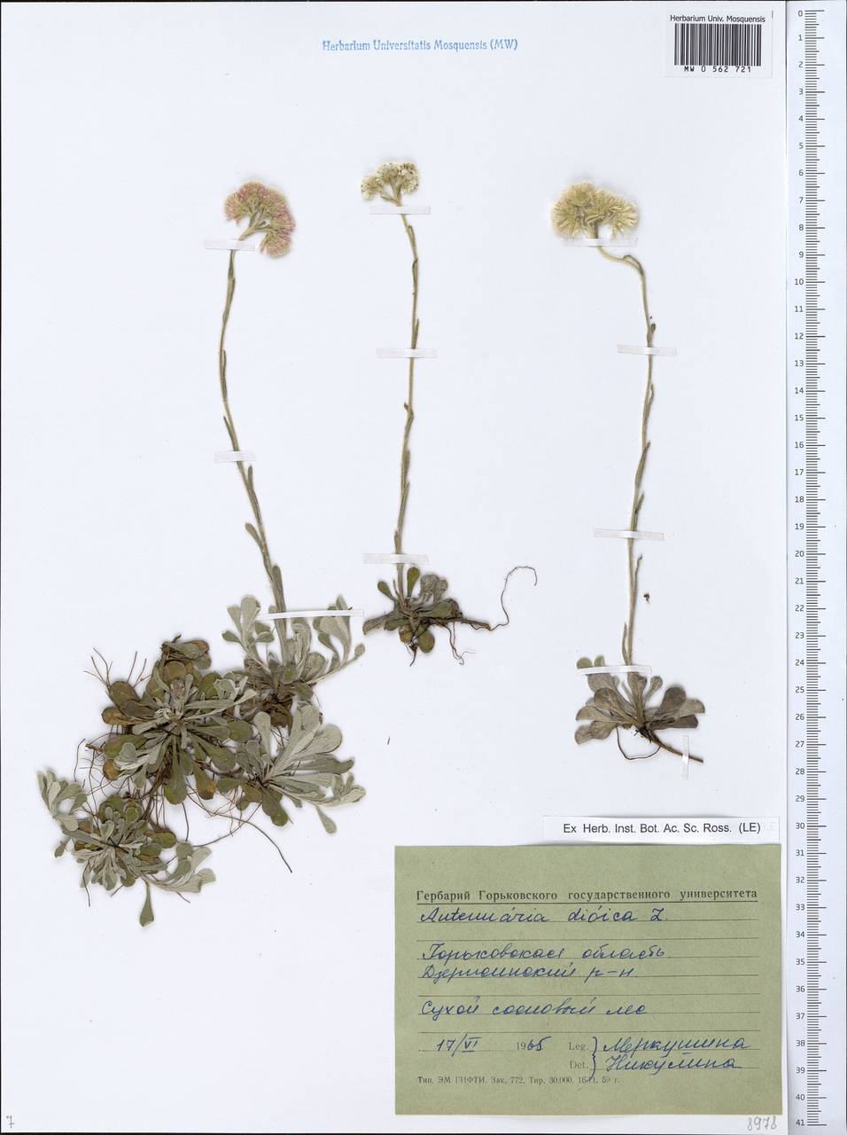 Antennaria dioica (L.) Gaertn., Eastern Europe, Volga-Kama region (E7) (Russia)