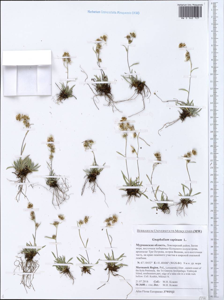 Omalotheca supina (L.) DC., Eastern Europe, Northern region (E1) (Russia)