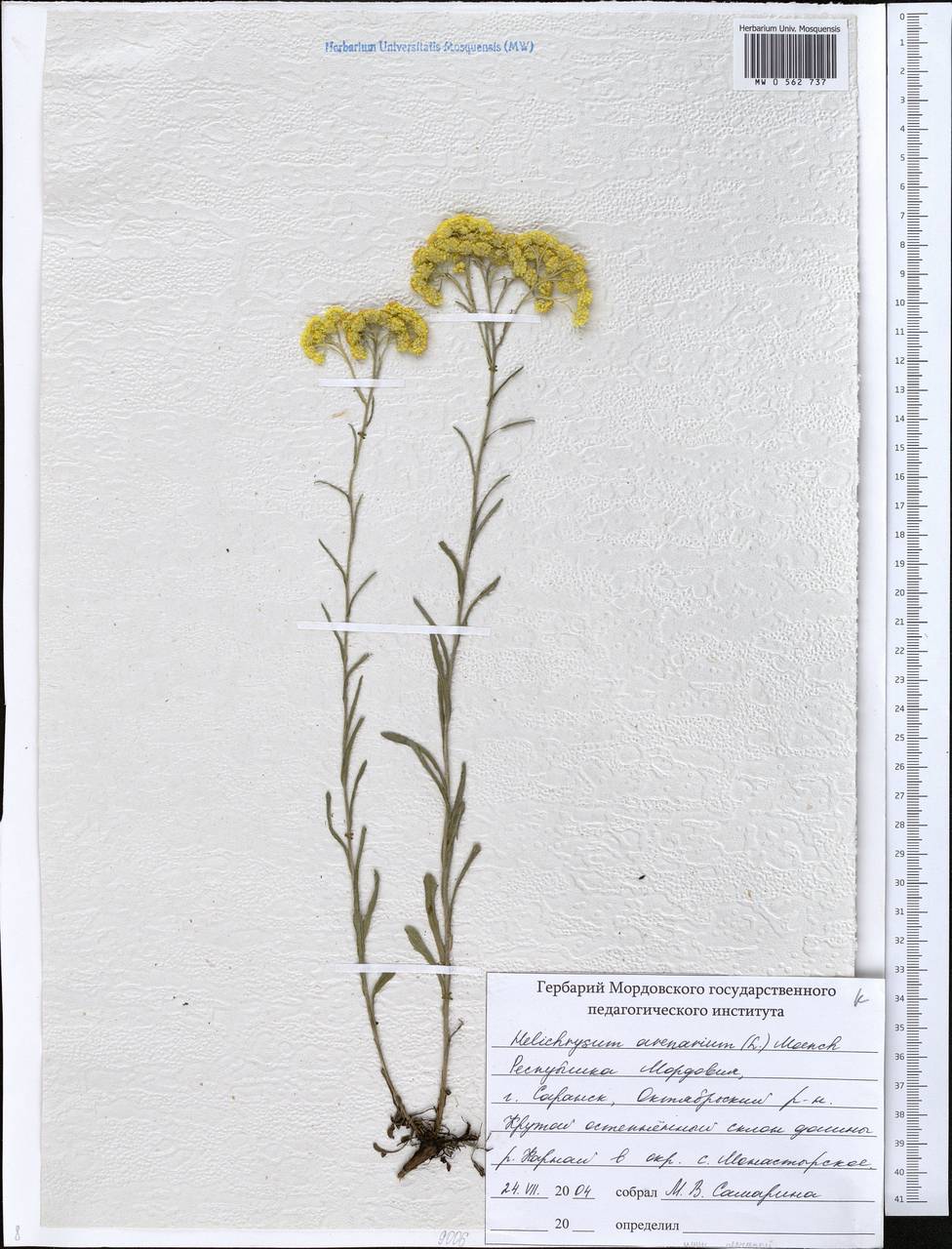 Helichrysum arenarium (L.) Moench, Eastern Europe, Middle Volga region (E8) (Russia)