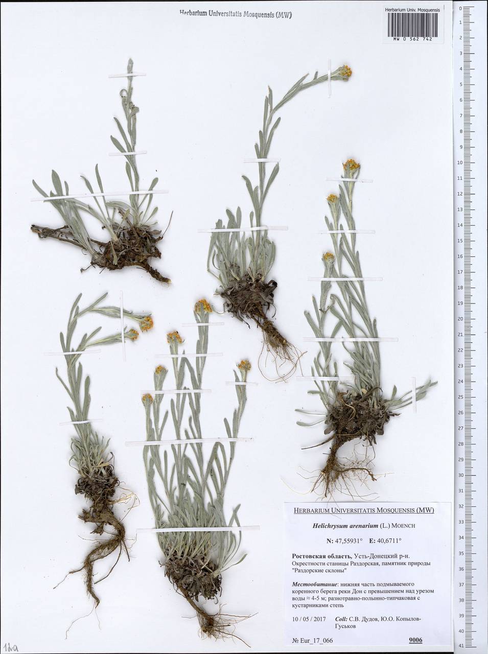 Helichrysum arenarium (L.) Moench, Eastern Europe, Rostov Oblast (E12a) (Russia)