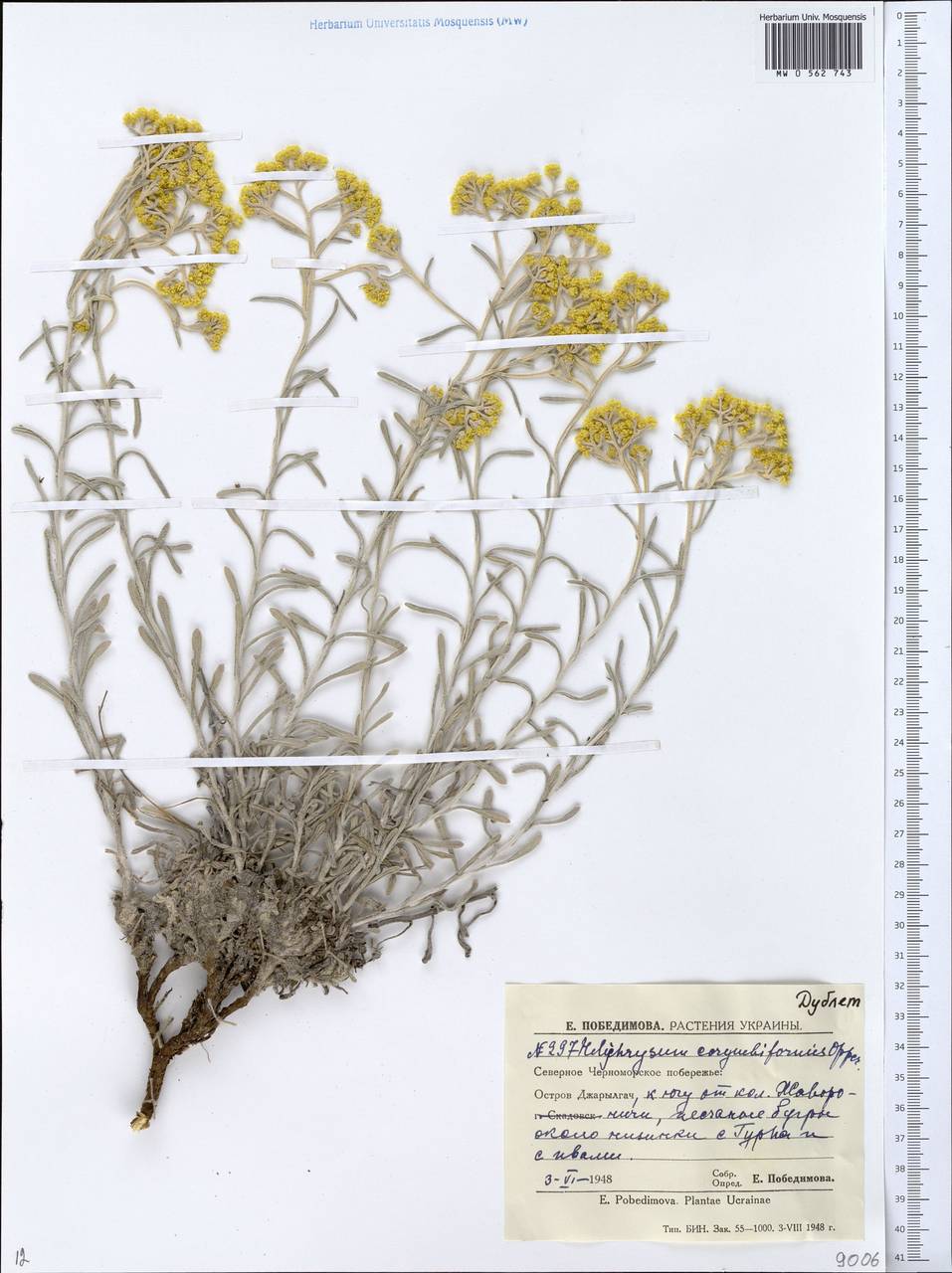 Helichrysum arenarium subsp. ponticum (Velen.) Clapham, Eastern Europe, South Ukrainian region (E12) (Ukraine)