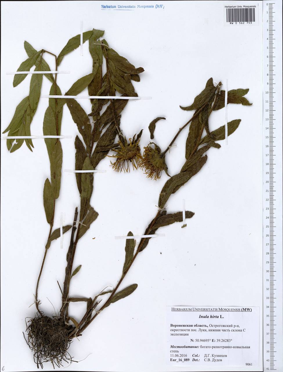 Pentanema hirtum (L.) D. Gut. Larr., Santos-Vicente, Anderb., E. Rico & M. M. Mart. Ort., Eastern Europe, Central forest-and-steppe region (E6) (Russia)